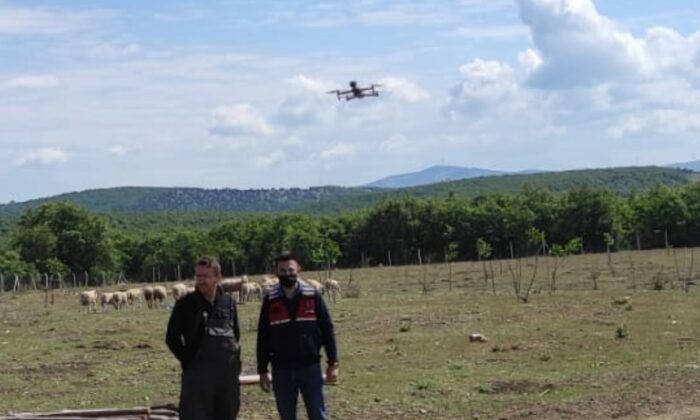 Kaybolan koyunlar drone ile bulundu