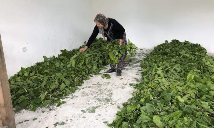 Kaybolmaya yüz tutmuş ipek böceği yetiştiriciliği Nallıhan’da hayat buluyor