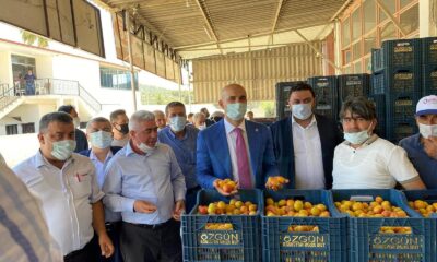 Kayısıda 150 bin ton rekolte bekleniyor