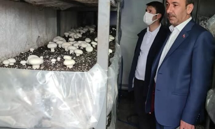 Kaymakam Cebeci ve Başkan Şahin mantar üretim tesisini ziyaret etti