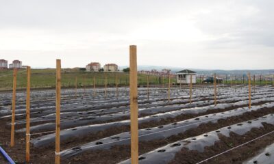 Keçiören Belediyesi devasa yaz bostanı kurdu
