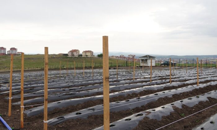 Keçiören Belediyesi devasa yaz bostanı kurdu