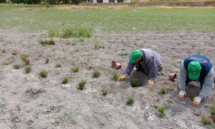 Keçiören’de doğal yağ üretimi için gül ve kekik dikimi yapıldı