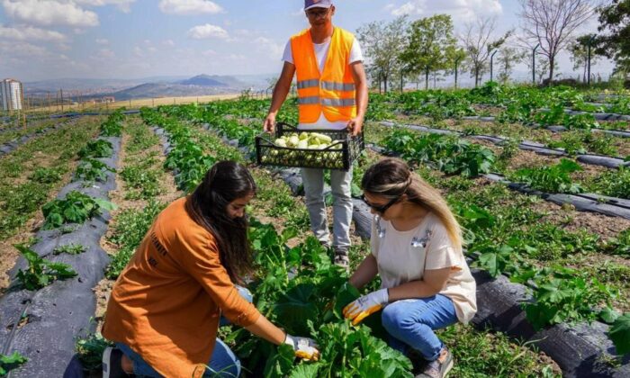 Keçiören’deki yaz bostanında turfanda mutluluğu