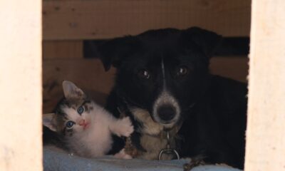 Kedi yavrularına bakıcılık yapan köpek yürekleri ısıttı