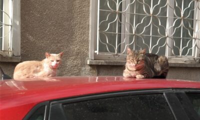 Kedilerin sabah güneşi keyfi