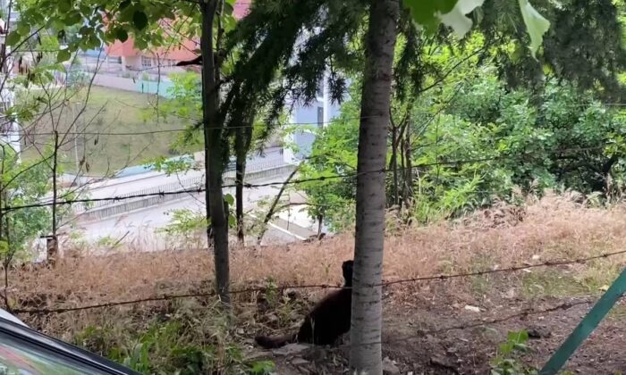 Kedinin kargalarla imtihanı