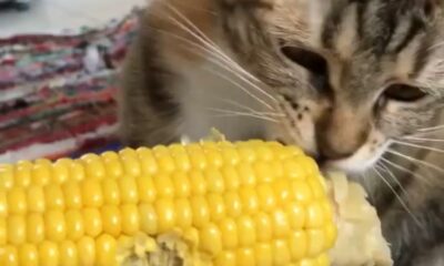 Kedinin mısır yediği anlar gülümsetti