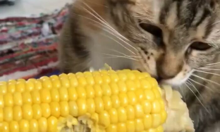 Kedinin mısır yediği anlar gülümsetti
