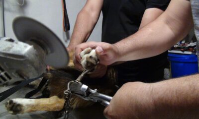 Kediyi kovalayan köpeğin ayağına tasmasındaki demir saplandı