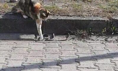 Kediyle yılanın kavgasında pes eden yılan oldu