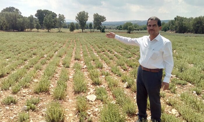 Kekiğin başkentini kuraklıktan etkilendi, rekolte yüzde 50 azaldı