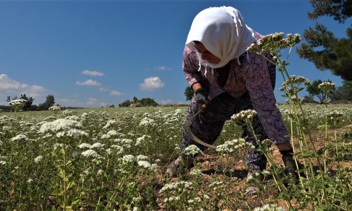 Kekiğin boyunu kısaldı, rekolte yarı yarıya düştü