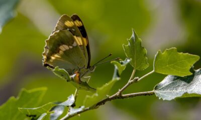 Kelebek gözlemcileri, ’Rose’ ve ’Şehzade’ için kilometrelerce yol kat edip Van’a geliyor