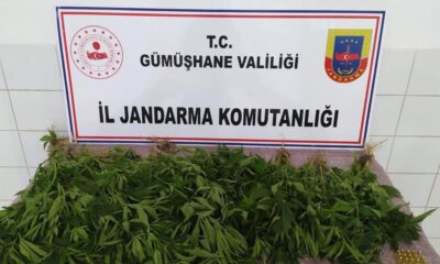 Kelkit’te ‘Kenevir’ operasyonu