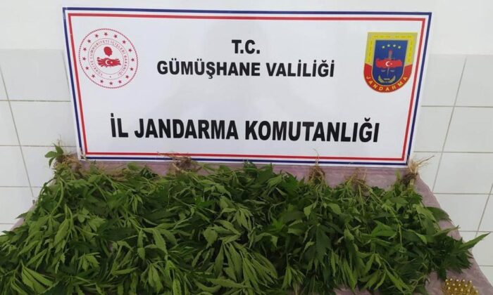 Kelkit’te ‘Kenevir’ operasyonu