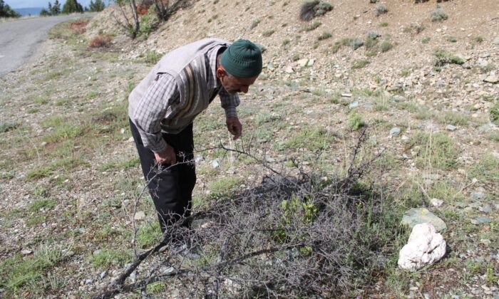 Kendini doğaya adayarak iki yılda 200 yabani meyveyi aşıladı