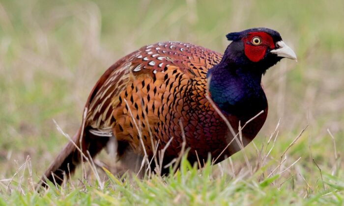 Kene avcısı 15 bin ‘sülün’ doğaya salınacak
