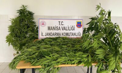 Kenevir ekimi fotokapana takıldı