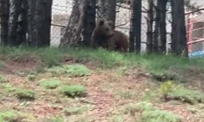 Kent merkezine inen ayıyı gören cep telefona sarıldı