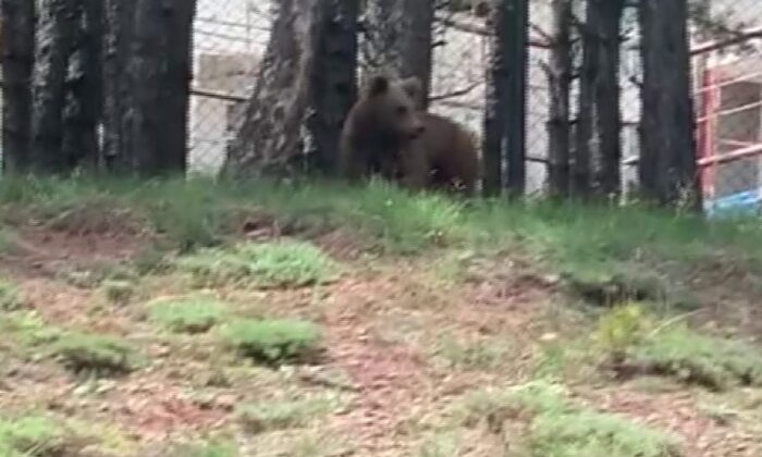 Kent merkezine inen ayıyı gören cep telefona sarıldı