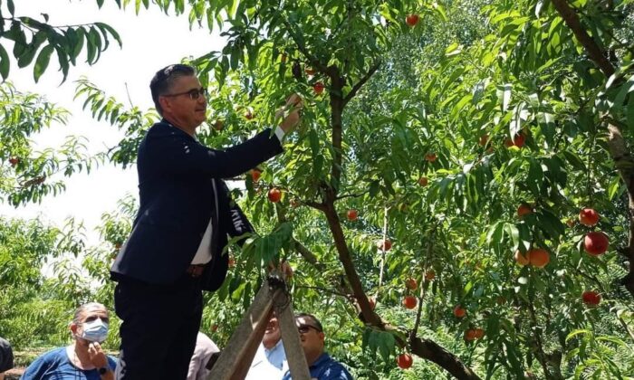 Kepsut’ta erken şeftali hasadı başladı