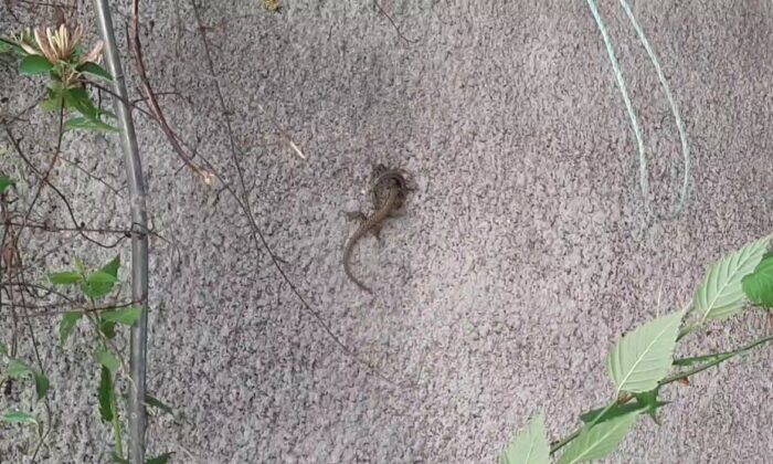 Kertenkeleler duvarı paylaşamadı