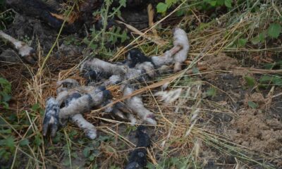 Kesilen küçükbaş hayvanların parçalarını sulama kanalına attılar