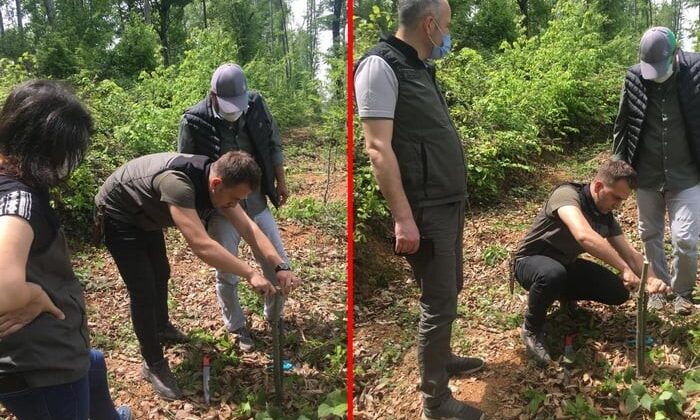 Kestane fidanlarına aşılama devam ediyor