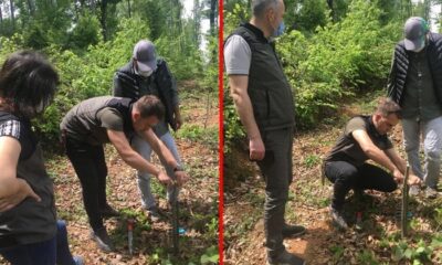 Kestane fidanlarına aşılama devam ediyor