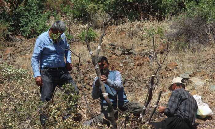Kilis’te 6 bin menengiç ağacı Antep fıstığına aşılanıyor