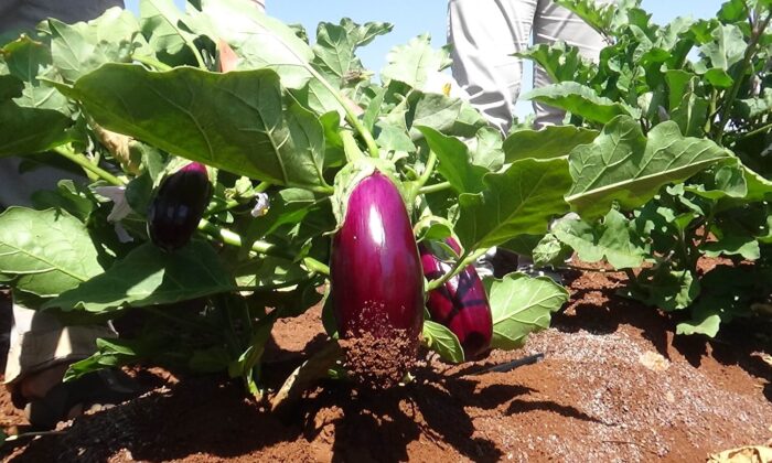 Kilis’te patlıcan hasadı başladı