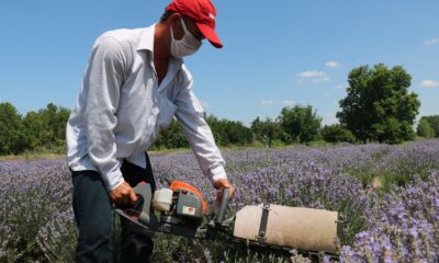 Kilosu 800 liradan satılan lavanta yağının hasadına başlandı