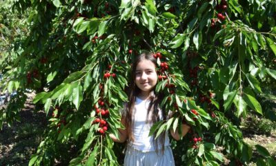 Kiraz üreticisi pazar için destek bekliyor