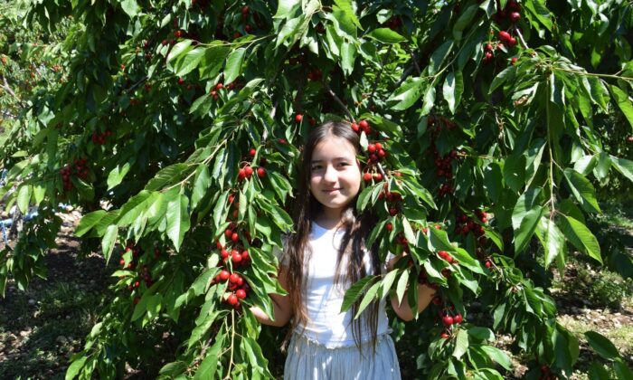 Kiraz üreticisi pazar için destek bekliyor