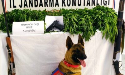 Kırıkhan’da bin 920 kök kenevir bitkisi ele geçirildi