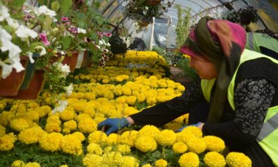 Kırıkkale’de cadde ve sokaklar çiçekler ile renkleniyor