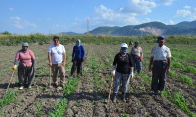 Kırkağaç kavununda ekim yapıldı, hasat ağustosta
