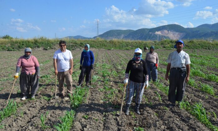 Kırkağaç kavununda ekim yapıldı, hasat ağustosta