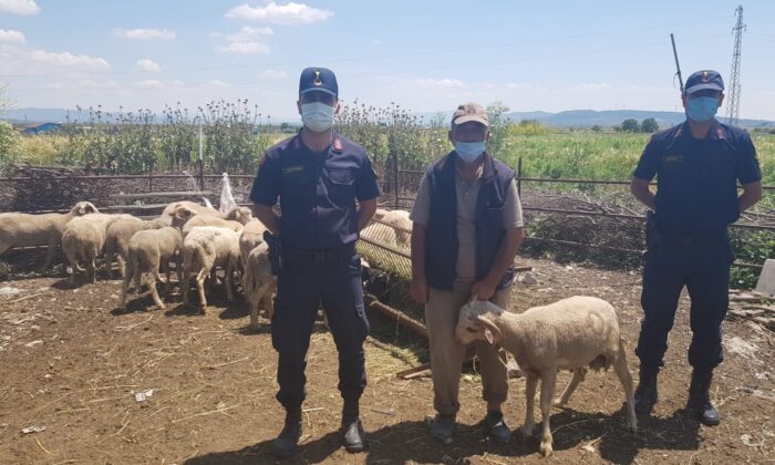 Kırkağaç’ta çalınan küçükbaş hayvanlar Soma’da bulundu