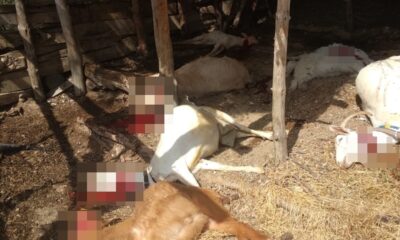 Kırkağaç’ta yıldırım düştü çok sayıda hayvan telef oldu