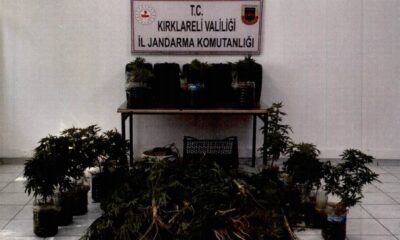 Kırklareli’nde 163 kök hint keneviri ele geçirildi