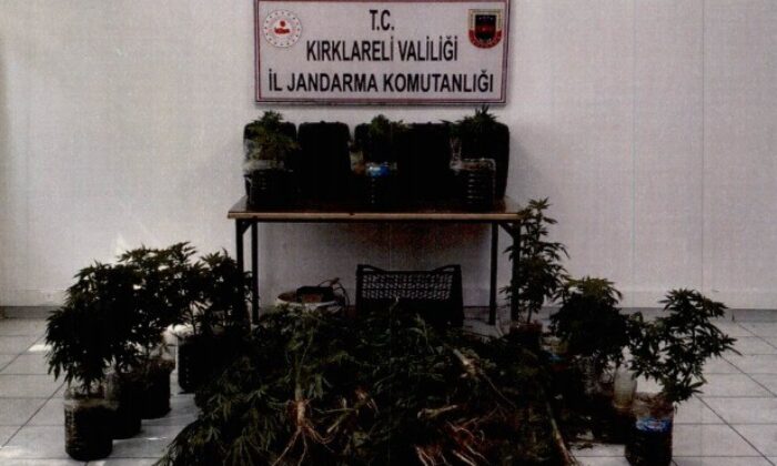 Kırklareli’nde 163 kök hint keneviri ele geçirildi