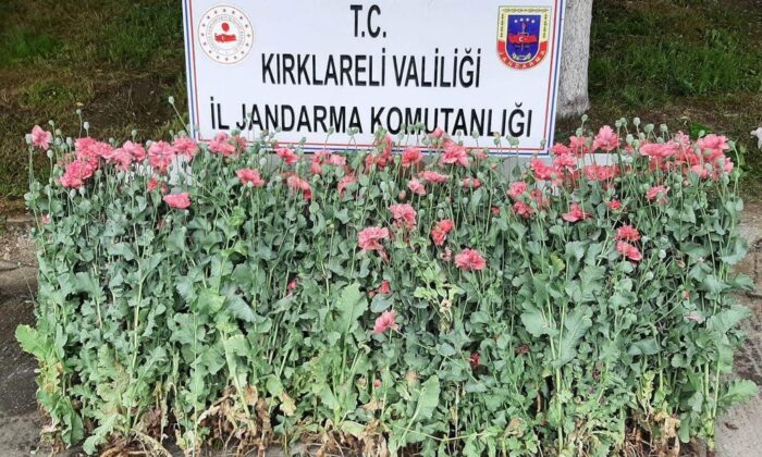 Kırklareli’nde izinsiz ekilen 159 kök haşhaş ele geçirildi