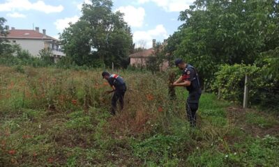 Kırklareli’nde izinsiz ekilen 975 kök haşhaş ele geçirildi