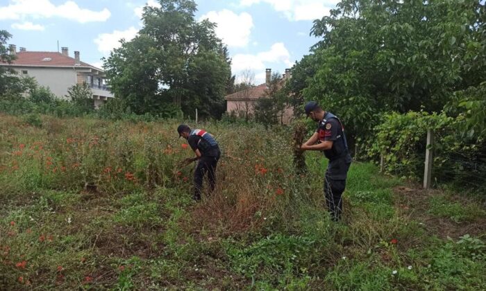 Kırklareli’nde izinsiz ekilen 975 kök haşhaş ele geçirildi