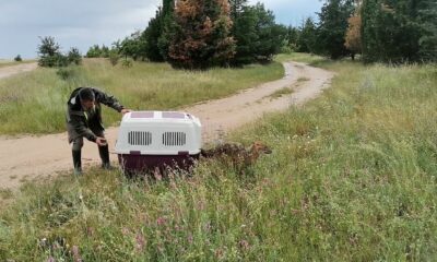 Kırklareli’nde kuyuya düşen çakal AFAD ekiplerince kurtarıldı