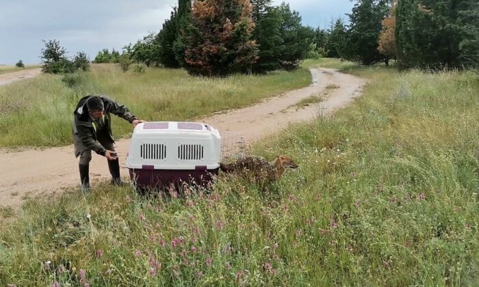 Kırklareli’nde kuyuya düşen çakal AFAD ekiplerince kurtarıldı
