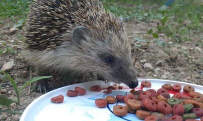 Kirpi ile kedilerin şaşırtan dostluğu