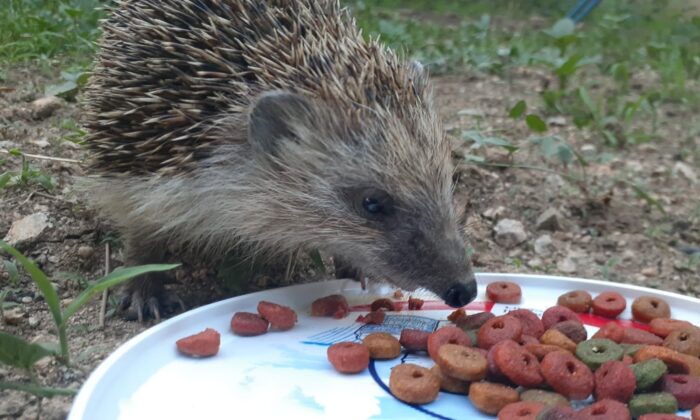 Kirpi ile kedilerin şaşırtan dostluğu